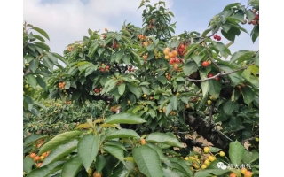 哈大電氣智慧沙龍櫻桃采摘活動(dòng)